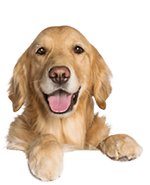 dog3