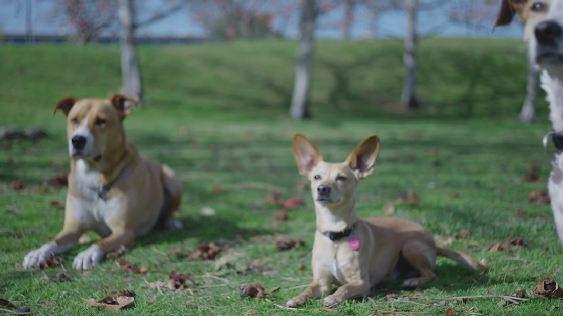 Dog Video